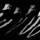 Vespers by Ulysses Dove, Dancers: Debra Walton, Dawn (Wood) Carter, Shonna Hickman - Matlock, Mia Pitts, Gina (Gardner) Walther, Sheri 